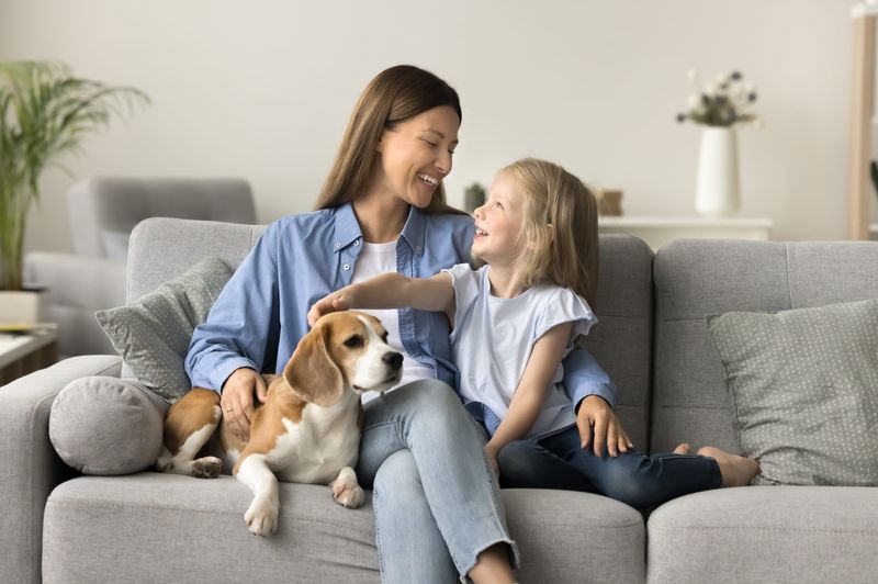 Pet Custody - New Amendments to the Family Law Act