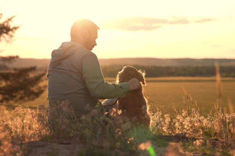 Pet Custody in Australia Who gets the dog after separation